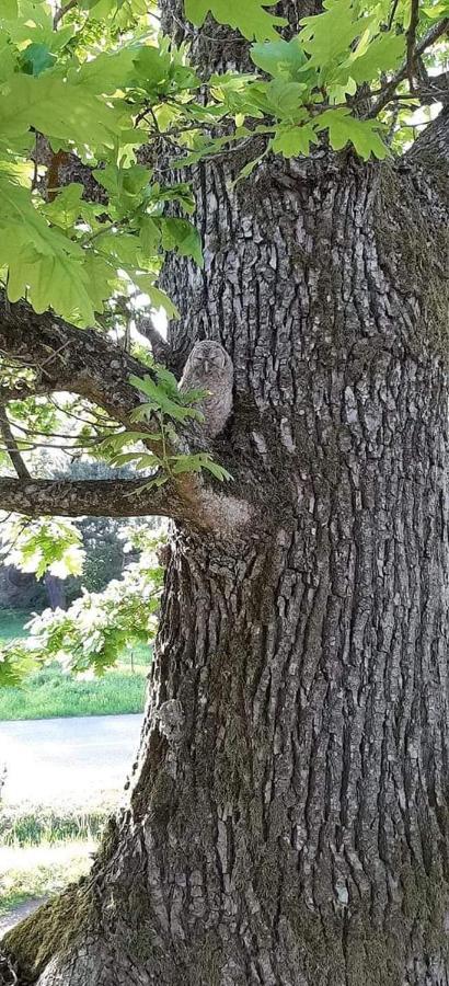 Namelis Nr 1 Adeles Sodyba Sturmai Bagian luar foto