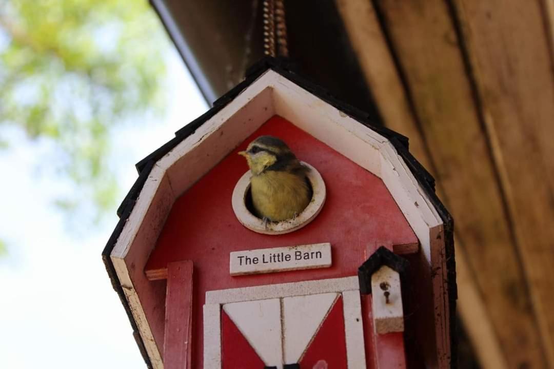 Namelis Nr 1 Adeles Sodyba Sturmai Bagian luar foto